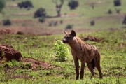 Spotted hyaena : 2014 Uganda